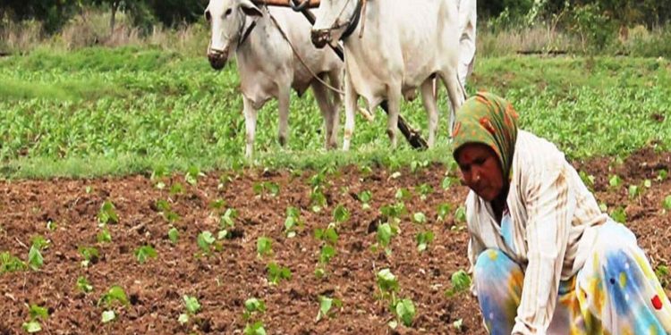 Agriculture News: ਮੌਸਮ ਵਿਭਾਗ ਨੇ ਫਸਲਾਂ ਨੂੰ ਲੈ ਕੇ ਕਿਸਾਨਾਂ ਲਈ ਜਾਰੀ ਕੀਤੀ ਜ਼ਰੂਰੀ ਅਡਵਾਈਜ਼ਰੀ