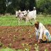 Agriculture News: ਮੌਸਮ ਵਿਭਾਗ ਨੇ ਫਸਲਾਂ ਨੂੰ ਲੈ ਕੇ ਕਿਸਾਨਾਂ ਲਈ ਜਾਰੀ ਕੀਤੀ ਜ਼ਰੂਰੀ ਅਡਵਾਈਜ਼ਰੀ