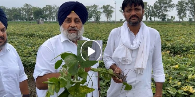 ਮੁੱਖ ਮੰਤਰੀ ‘ਤੇ ਭਰੋਸਾ ਕਰਕੇ ਮੂੰਗੀ ਕਾਸ਼ਤਕਾਰਾਂ ਨੂੰ ਭਾਰੀ ਨੁਕਸਾਨ ਹੋਇਐ, ਮੁਆਵਜ਼ਾ ਮਿਲੇ: ਸੁਖਬੀਰ