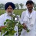 ਮੁੱਖ ਮੰਤਰੀ ‘ਤੇ ਭਰੋਸਾ ਕਰਕੇ ਮੂੰਗੀ ਕਾਸ਼ਤਕਾਰਾਂ ਨੂੰ ਭਾਰੀ ਨੁਕਸਾਨ ਹੋਇਐ, ਮੁਆਵਜ਼ਾ ਮਿਲੇ: ਸੁਖਬੀਰ