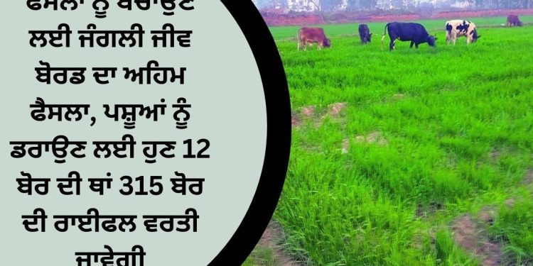 ਫਸਲਾਂ ਨੂੰ ਬਚਾਉਣ ਲਈ ਜੰਗਲੀ ਜੀਵ ਬੋਰਡ ਦਾ ਅਹਿਮ ਫੈਸਲਾ, ਪਸ਼ੂਆਂ ਨੂੰ ਡਰਾਉਣ ਲਈ ਹੁਣ12 ਬੋਰ ਦੀ ਥਾਂ 315 ਬੋਰ ਦੀ ਰਾਈਫਲ ਵਰਤੀ ਜਾਵੇਗਾ