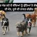 ਘਰ ਦੇ ਬਾਹਰ ਖੇਡ ਰਹੇ ਦੋ ਬੱਚਿਆਂ ਦਾ ਅਵਾਰਾ ਕੁੱਤਿਆਂ ਨੇ ਕਰ ਦਿੱਤਾ ਬੁਰਾ ਹਾਲ…