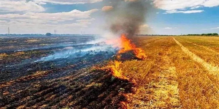 ਜੇਕਰ ਸੋਚ ਰਹੇ ਹੋ ਪਰਾਲੀ ਸਾੜਨ ਬਾਰੇ ਤਾਂ ਹੋ ਜਾਓ ਸਾਵਧਾਨ, ਹੋ ਸਕਦੀ ਕਾਰਵਾਈ