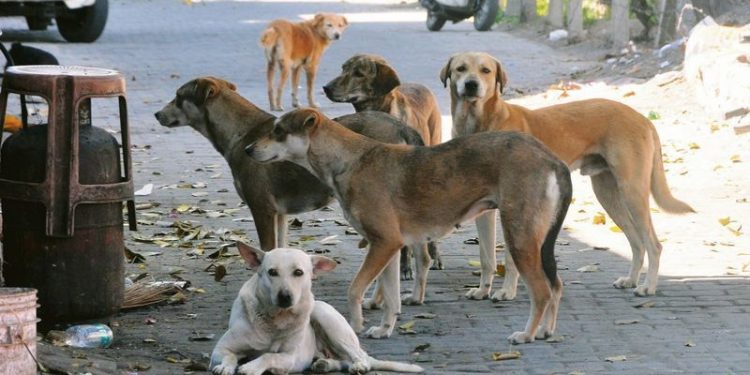 Dog Bite Cases: ਮਨੁੱਖੀ ਅਧਿਕਾਰ ਕਮਿਸ਼ਨ ਨੇ ਸਿਹਤ ਵਿਭਾਗ ਤੇ ਨਗਰ ਨਿਗਮਾਂ ਨੂੰ ਭੇਜੇ ਨੋਟਿਸ