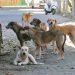 Dog Bite Cases: ਮਨੁੱਖੀ ਅਧਿਕਾਰ ਕਮਿਸ਼ਨ ਨੇ ਸਿਹਤ ਵਿਭਾਗ ਤੇ ਨਗਰ ਨਿਗਮਾਂ ਨੂੰ ਭੇਜੇ ਨੋਟਿਸ