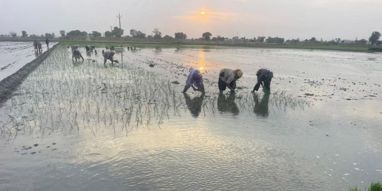 Punjab News: ਪੰਜਾਬ ਵਿੱਚ ਝੋਨੇ ਦੀ ਲਵਾਈ 1 ਜੂਨ ਤੋਂ, ਸ਼ਡਿਊਲ ਜਾਰੀ
