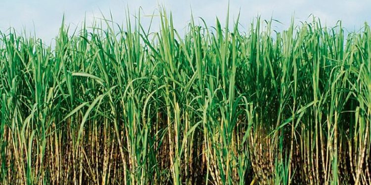 Sugarcane Price Hike: ਕੇਂਦਰੀ ਕੈਬਨਿਟ ਵੱਲੋਂ ਗੰਨੇ ਦੇ ਭਾਅ ਵਿੱਚ ਵਾਧਾ; ਸਾਲ 2026-27 ਲਈ 365 ਰੁਪਏ ਪ੍ਰਤੀ ਕੁਇੰਟਲ ਕੀਮਤ ਨੂੰ ਮਨਜ਼ੂਰੀ