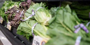 Salad Infection Outbreak: ਅਮਰੀਕਾ ਵਿਚ ਸਲਾਦ ਕਾਰਨ ਬਿਮਾਰੀ ਫੈਲੀ; ਦੋ ਮੌਤਾਂ
