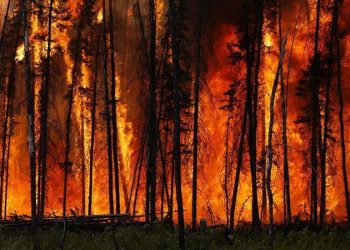 Canada Wildfire Sikh: ਸਿੱਖ ਭਾਈਚਾਰੇ ਨੇ ਕੈਨੇਡਾ ’ਚ ਪੀੜਤਾਂ ਦੀ ਬਾਂਹ ਫੜੀ