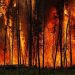 Canada Wildfire Sikh: ਸਿੱਖ ਭਾਈਚਾਰੇ ਨੇ ਕੈਨੇਡਾ ’ਚ ਪੀੜਤਾਂ ਦੀ ਬਾਂਹ ਫੜੀ
